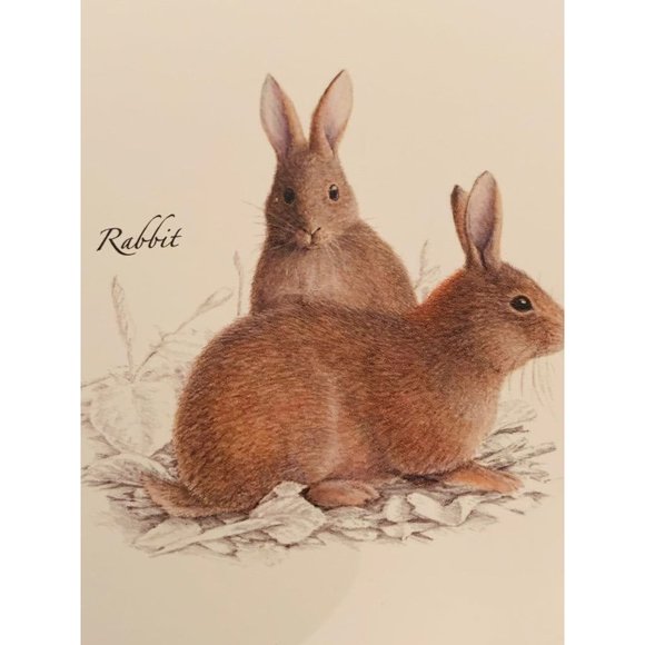 Earth Sky + Water Rabbit & Hare Assortment Notecard Set 8 Blank Cards with Envel - Picture 4 of 7